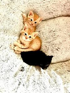Adorable 7 Week Kittens