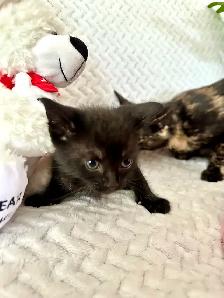 Adorable 7 Week Kittens - Photo 2
