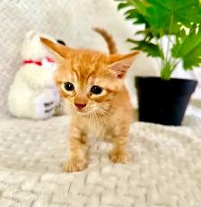 Adorable 7 Week Kittens - Photo 5