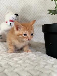 Adorable 7 Week Kittens - Photo 7