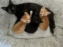 Adorable 7 Week Kittens - Photo 8