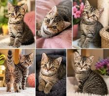 CHATONS BRITISH SHORTHAIR PURES RACES TOP QUALITÉ - Photo 3