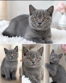 CHATONS BRITISH SHORTHAIR PURES RACES TOP QUALITÉ - Photo 4