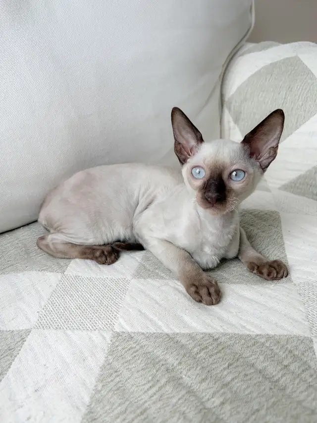 chatons Rex Cornish