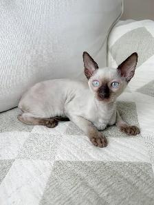 chatons Rex Cornish