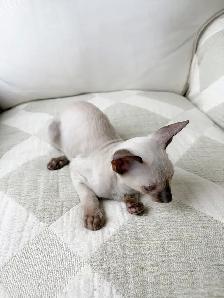 chatons Rex Cornish - Photo 2