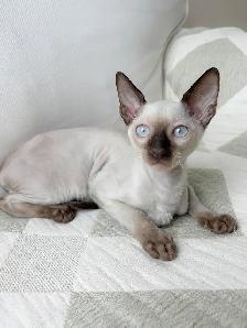 chatons Rex Cornish - Photo 3