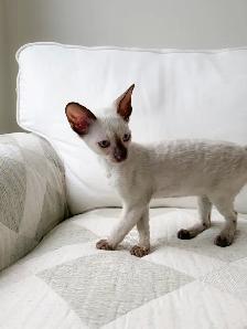 chatons Rex Cornish - Photo 4