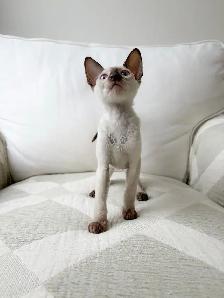 chatons Rex Cornish - Photo 5