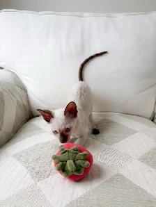 chatons Rex Cornish - Photo 6