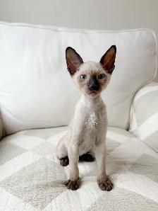 chatons Rex Cornish - Photo 7