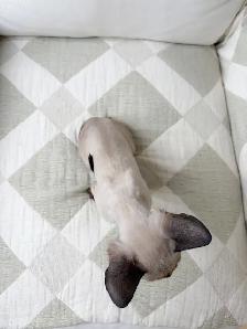 chatons Rex Cornish - Photo 8