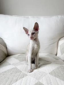 chatons Rex Cornish - Photo 9