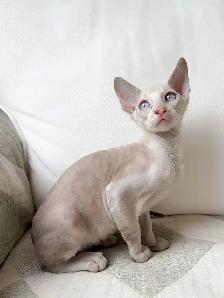 chatons Rex Cornish - Photo 10