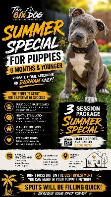 PUPPY AND ADULT DOG TRAINING - Photo 3