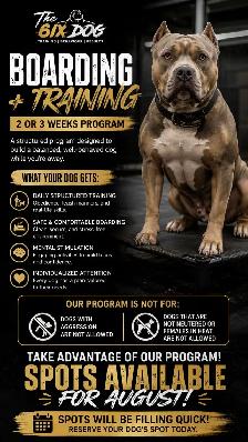 PUPPY AND ADULT DOG TRAINING - Photo 4