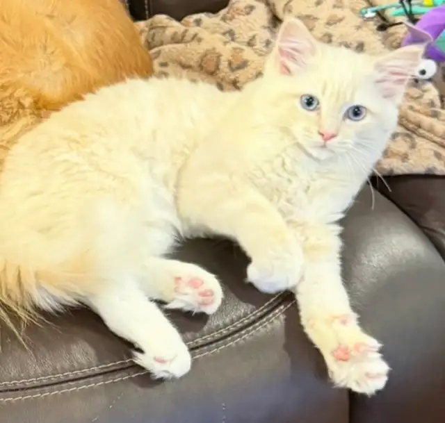 Rare Ragdoll Cat TICA Neutered Male