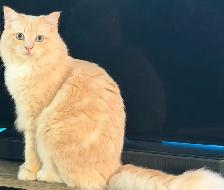 Rare Ragdoll Cat TICA Neutered Male - Photo 3