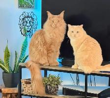 Rare Ragdoll Cat TICA Neutered Male - Photo 4