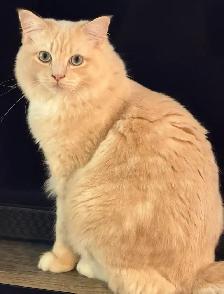 Rare Ragdoll Cat TICA Neutered Male - Photo 5