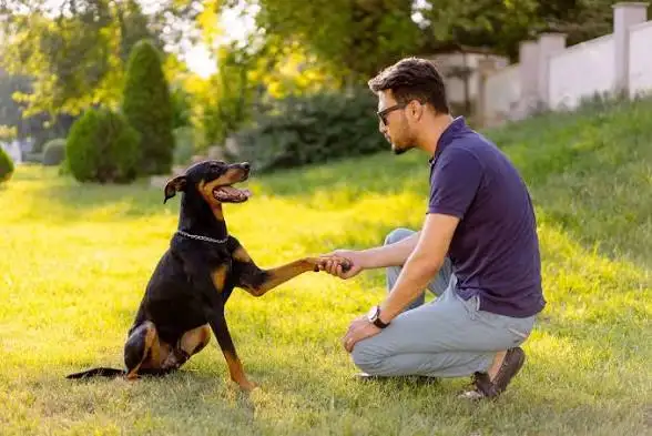 Dog obedience training