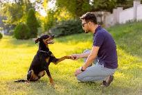 Dog obedience training