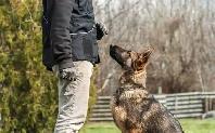 Dog obedience training - Photo 2