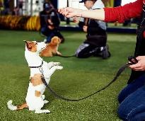 Dog obedience training - Photo 3