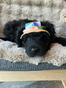Newfypoo: Big Heart = Big Love - Photo 9