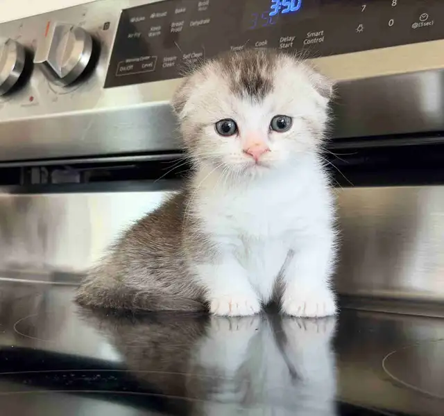 Munchkin Scottish Fold Boy Kitten