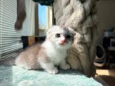 Munchkin Scottish Fold Boy Kitten - Photo 7