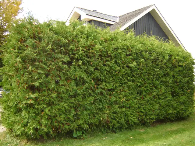Cedar Trees for Privacy Hedge
