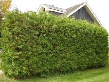Cedar Trees for Privacy Hedge