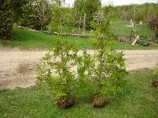 Cedar Trees for Privacy Hedge - Photo 2