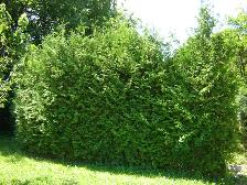 Cedar Trees for Privacy Hedge - Photo 3