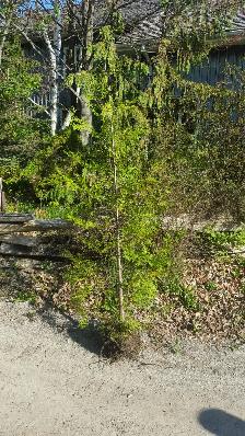 Cedar Trees for Privacy Hedge - Photo 4