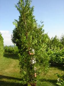 Cedar Trees for Privacy Hedge - Photo 5