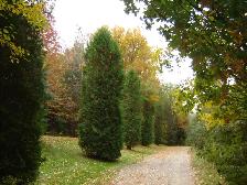 Cedar Trees for Privacy Hedge - Photo 6