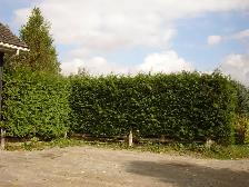 Cedar Trees for Privacy Hedge - Photo 7