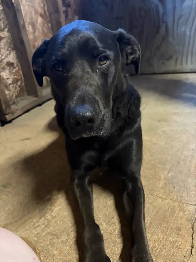 rehome dog