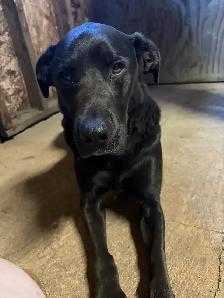 rehome dog
