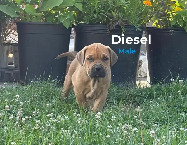 Cane Corso mix puppies