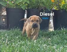 Cane Corso mix puppies