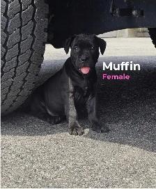 Cane Corso mix puppies - Photo 3