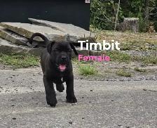 Cane Corso mix puppies - Photo 4