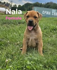 Cane Corso mix puppies - Photo 5