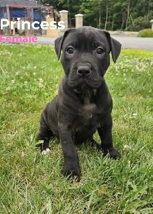 Cane Corso mix puppies - Photo 6