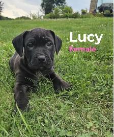 Cane Corso mix puppies - Photo 7