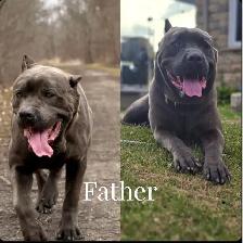 Cane Corso mix puppies - Photo 10