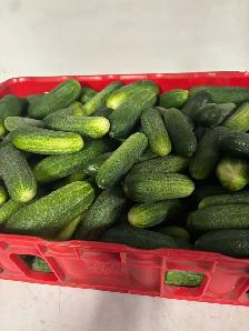 Pickling cucumbers quarantine 15 lbs